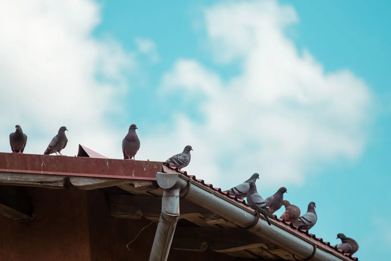 seamless gutters cost