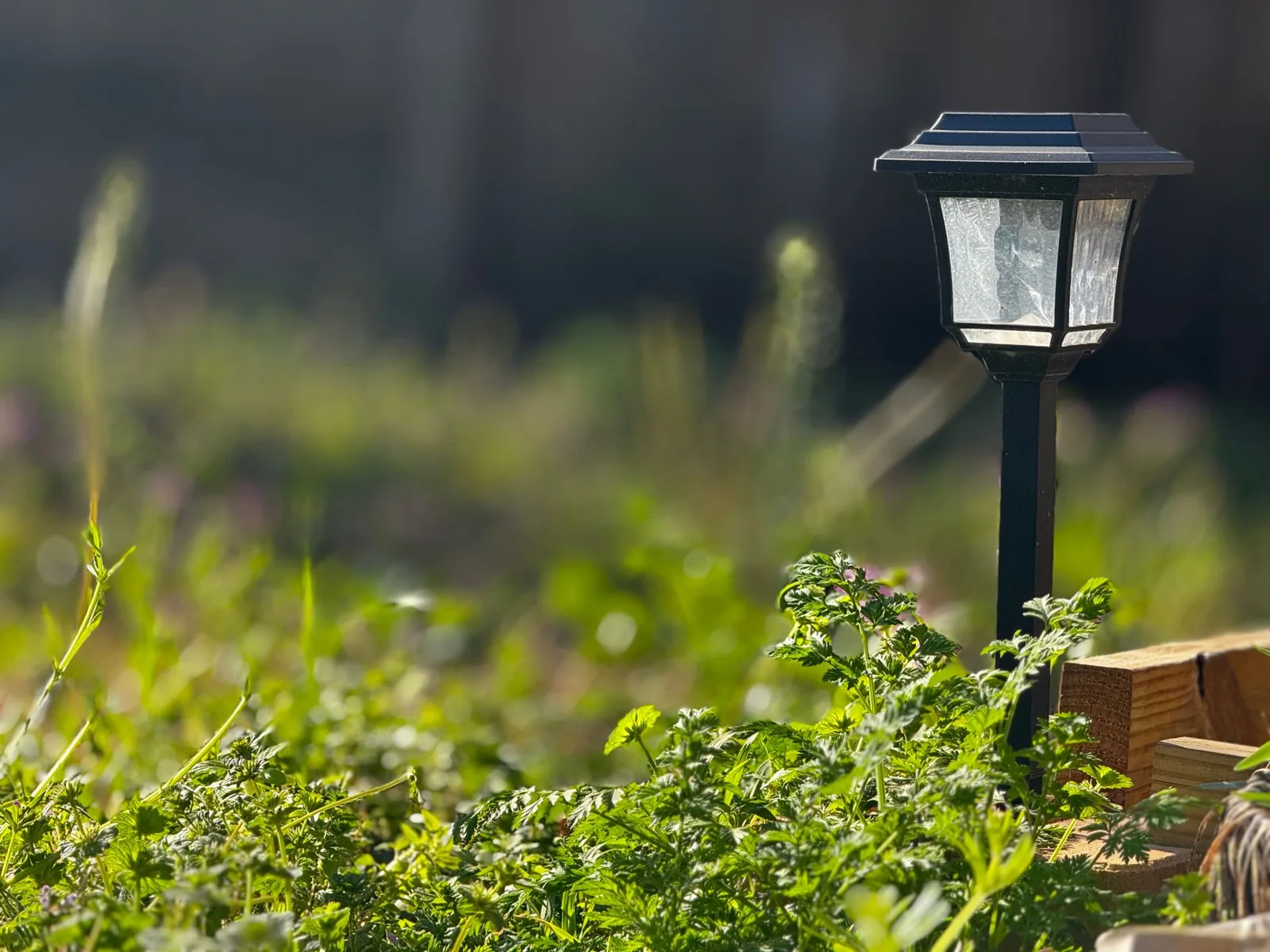 low voltage landscape lighting illuminating a backyard garden path